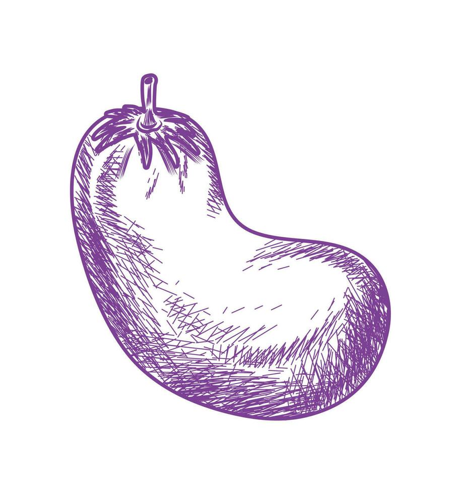 eggplant vegetable food vector