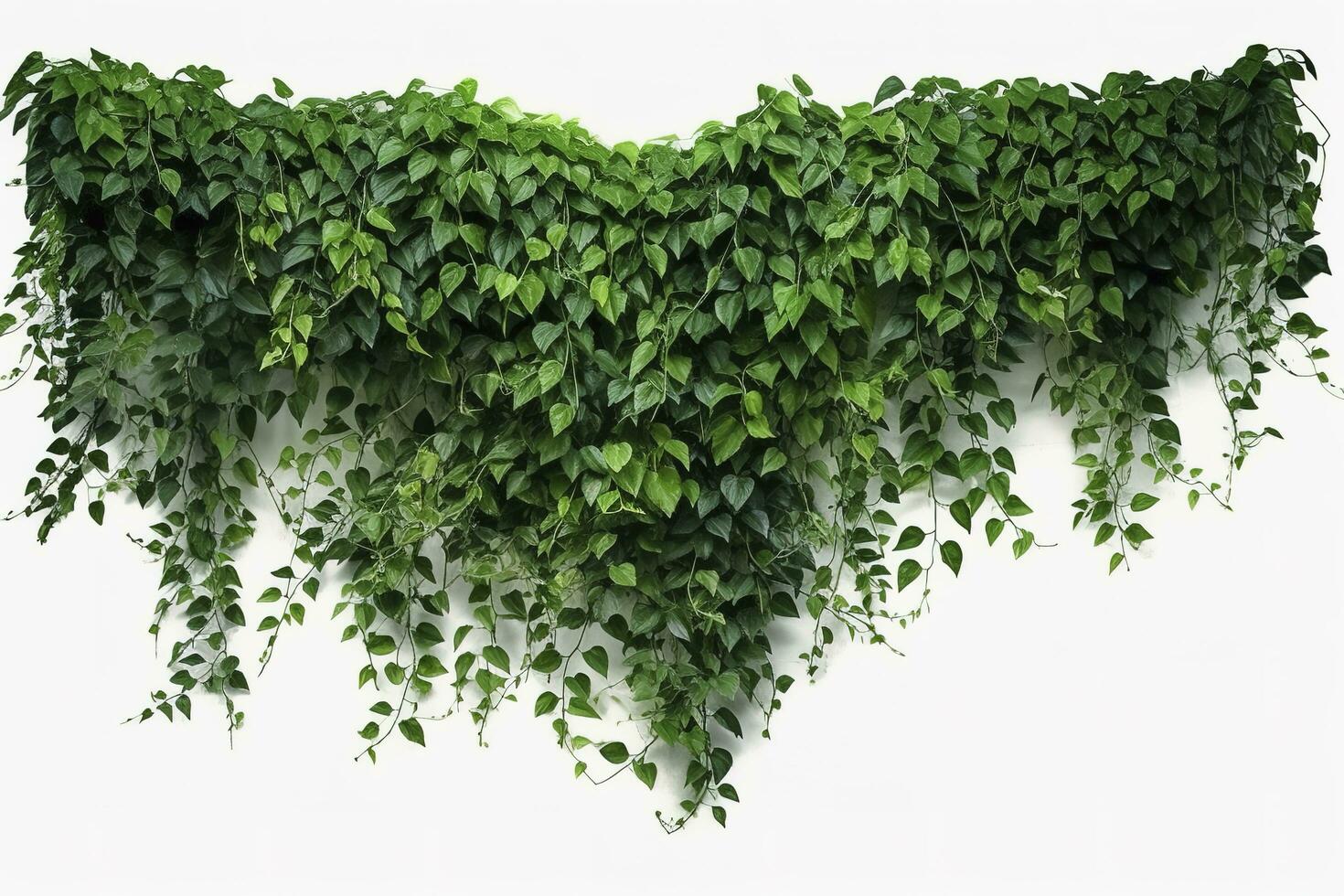 Hanging vines ivy foliage jungle bush, heart shaped green leaves climbing plant nature backdrop , generate ai photo