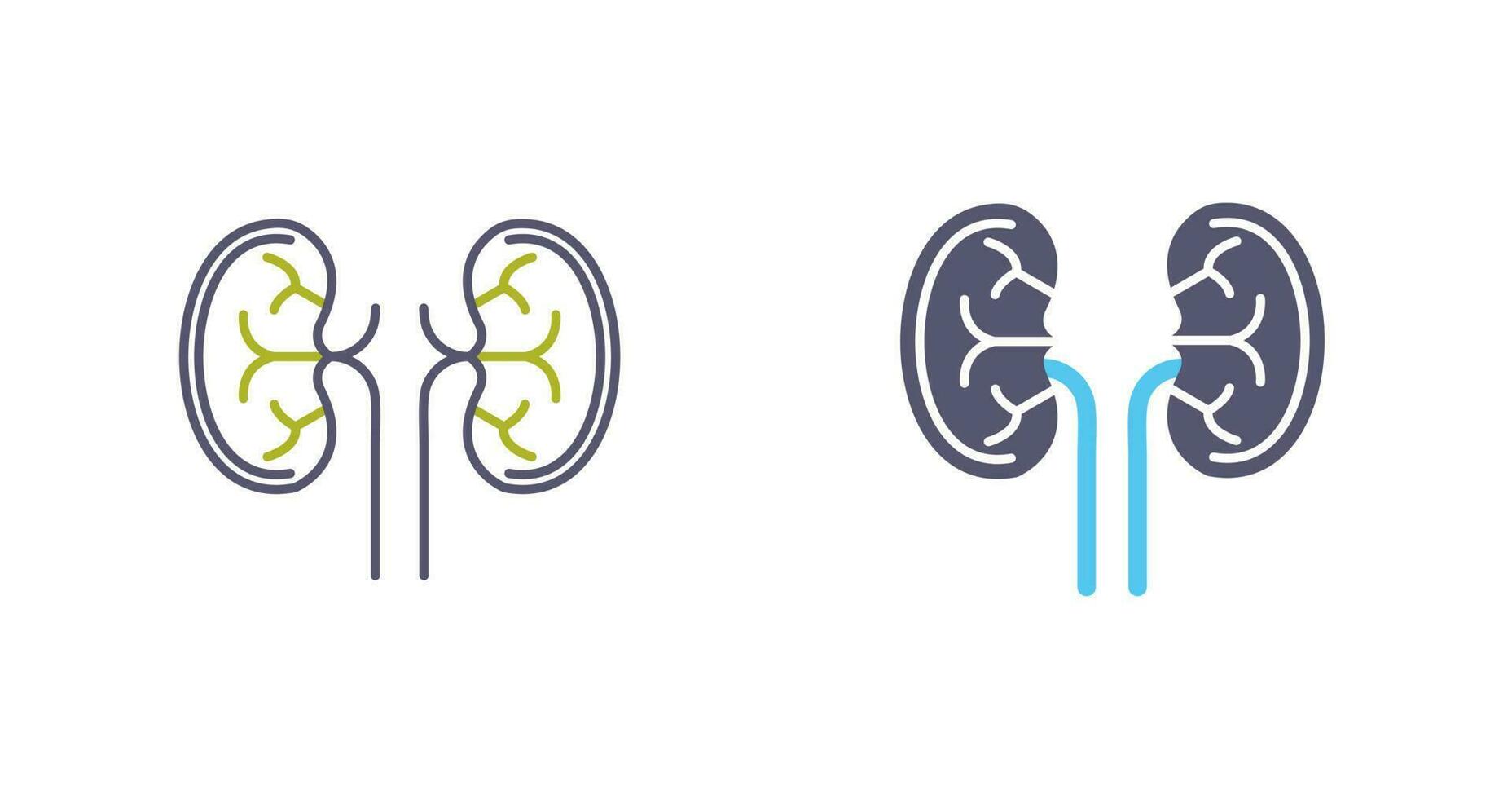 Kidney Vector Icon