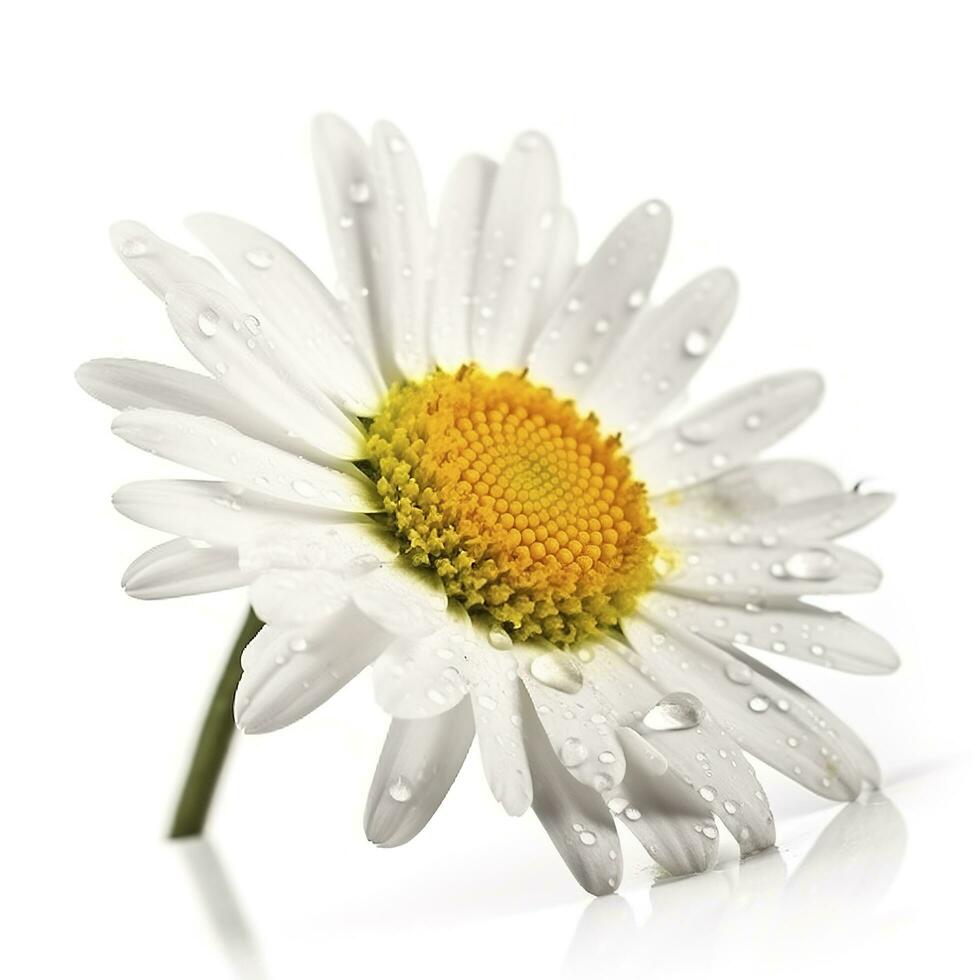 Daisy flower with isolated on white background, generate ai photo