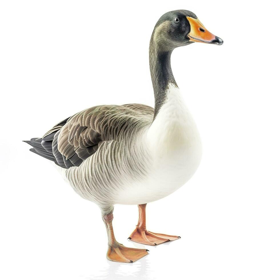 Goose isolated on white background, generate ai photo