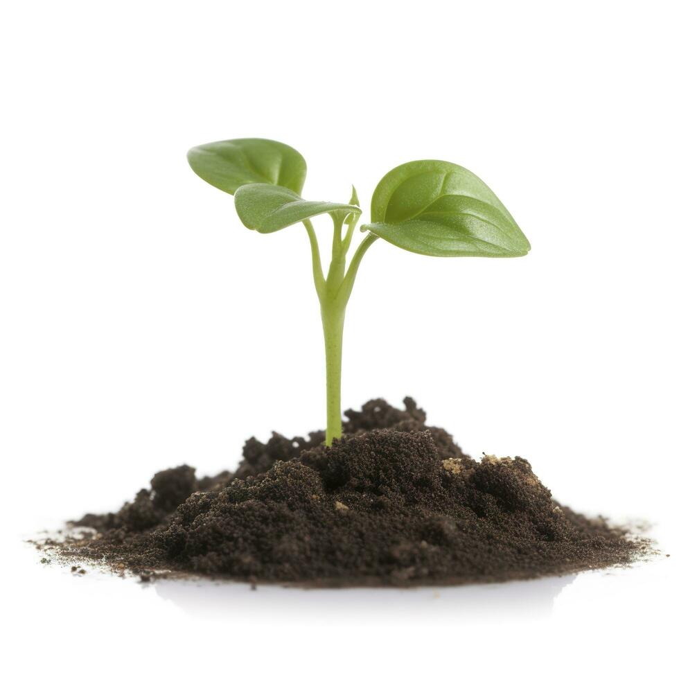 Green sprouts growing out from soil isolated on white background, Young plant of pomelo in soil humus on a white background, earth day concept, ecology concept, generate ai photo