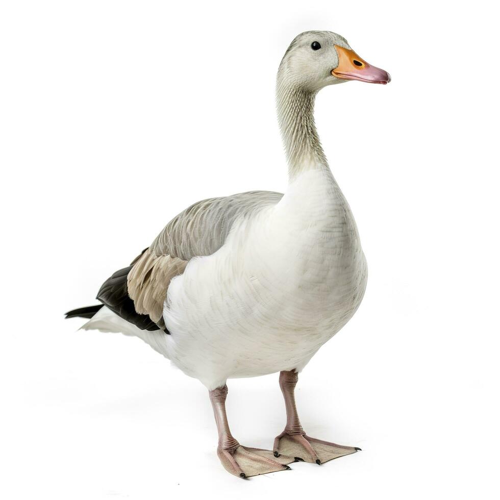 Goose isolated on white background, generate ai photo