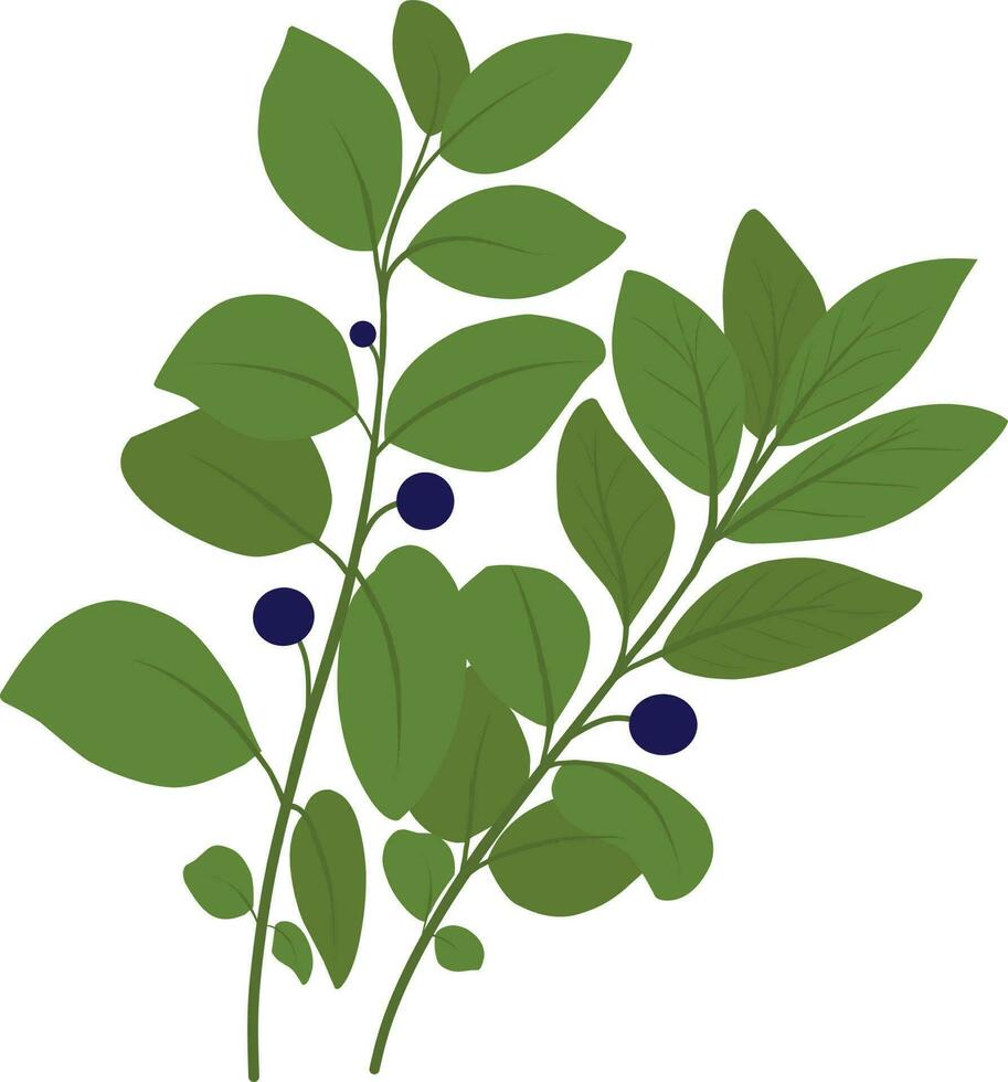 Blueberry branch with leaves and berries. Vector illustration isolated on white background.