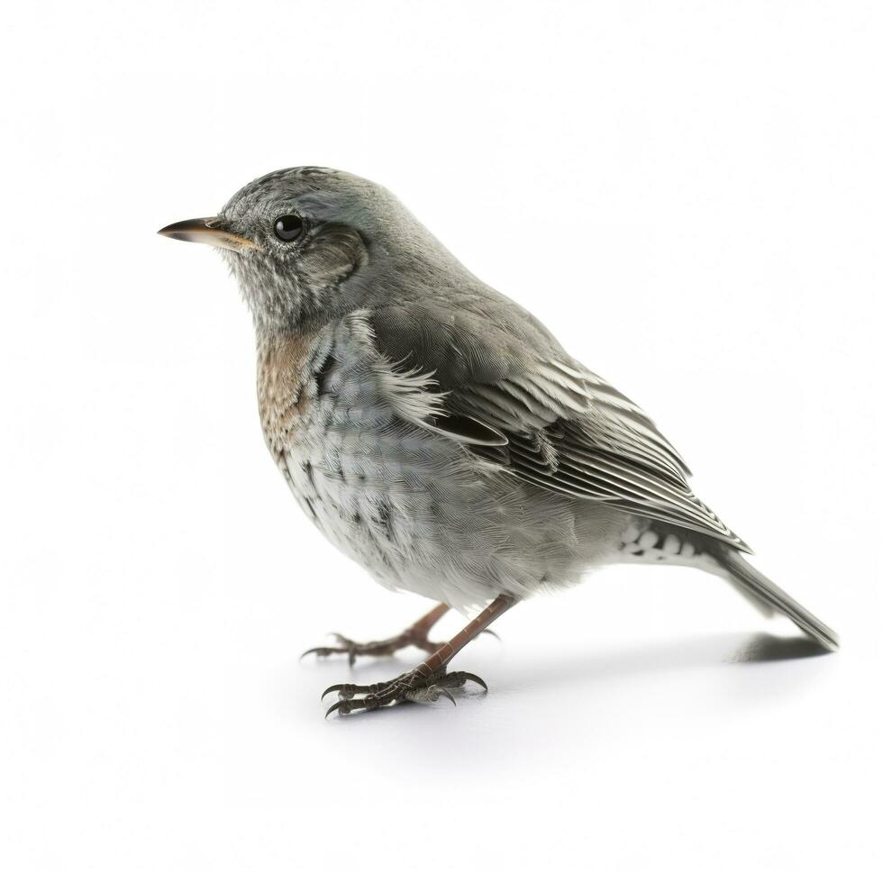 Bird isolated on white background, generate ai photo
