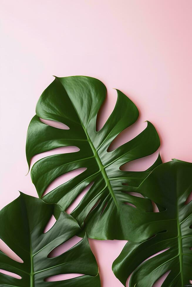 Beautiful tropical palm monstera leaves branch isolated on bright pink background, top view, flat lay, overhead above summer beauty blank design concept , generate ai photo