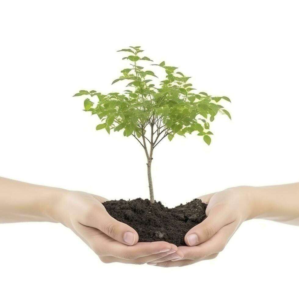 ambiente tierra día en el árbol planta en mano aislado en transparente fondo.bosque conservación concepto, concepto eco tierra día. ahorro el ambiente, ecología concepto, generar ai foto