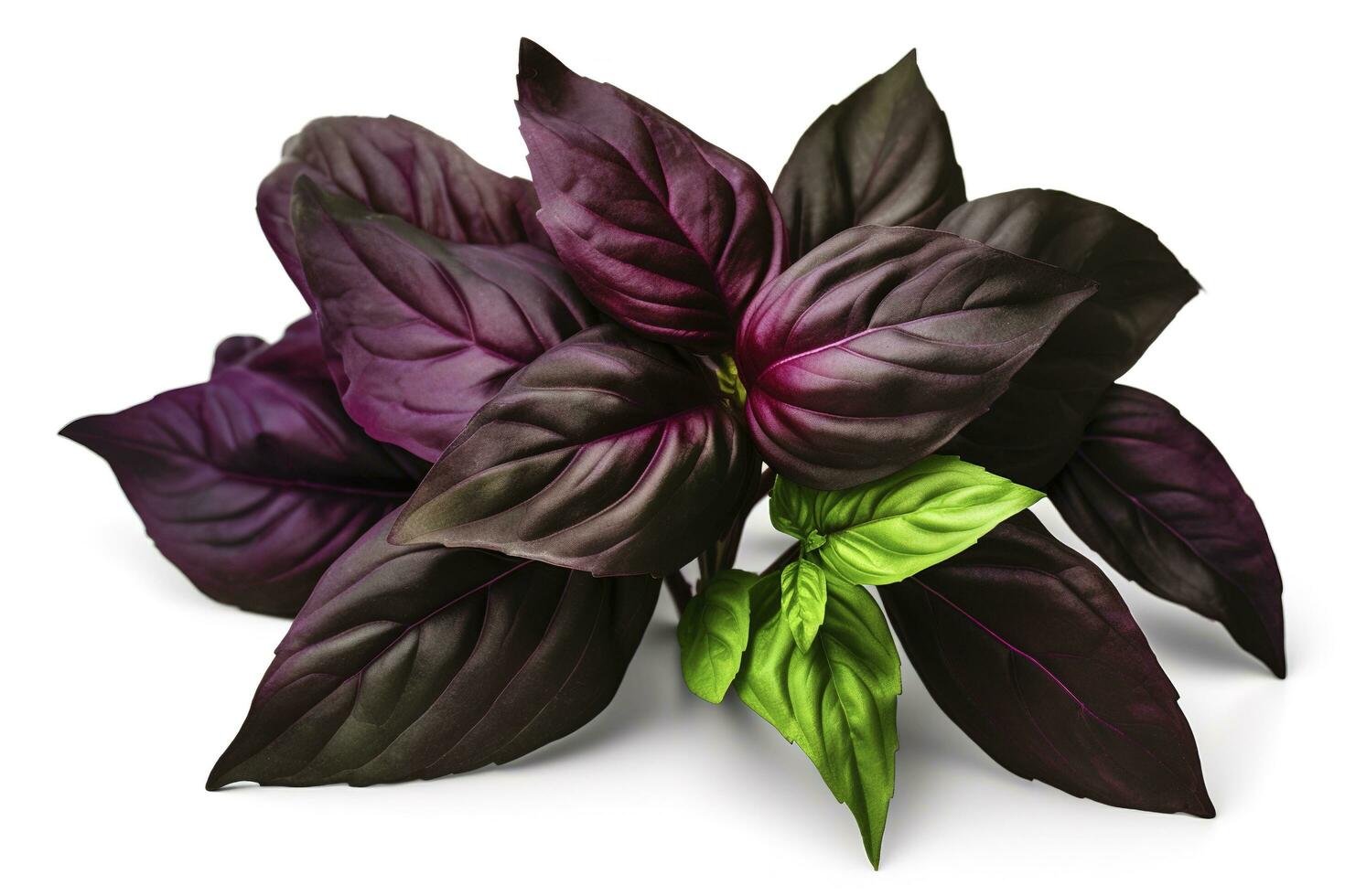 Green basil leaves with Clipping paths, full depth of field. Fresh red basil herb leaves isolated on white background. Purple Dark Opal Basil. Focus stacking, generate ai photo