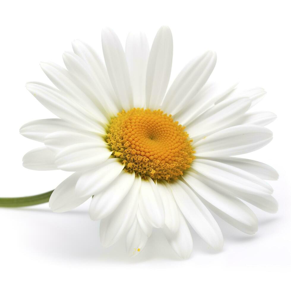 Daisy flower isolated on white background as package design element, generate ai photo