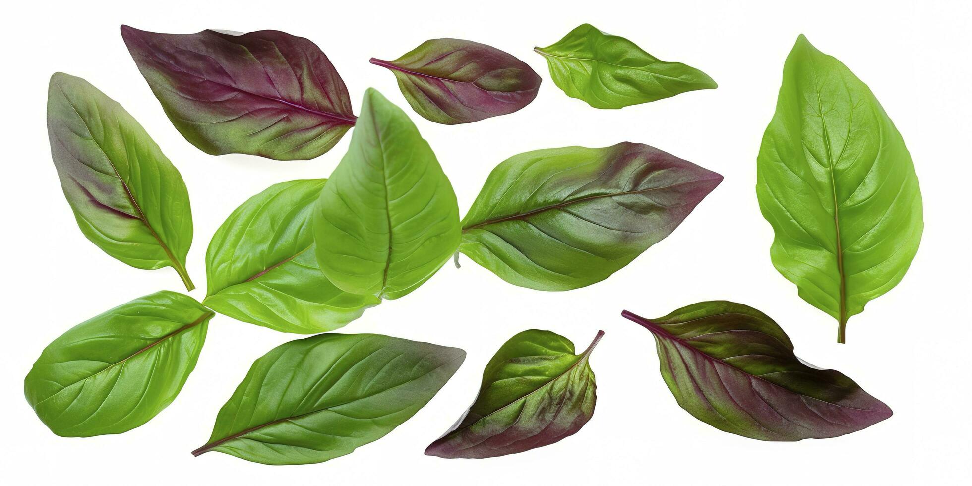 Green basil leaves with Clipping paths, full depth of field. Fresh red basil herb leaves isolated on white background. Purple Dark Opal Basil. Focus stacking, generate ai photo