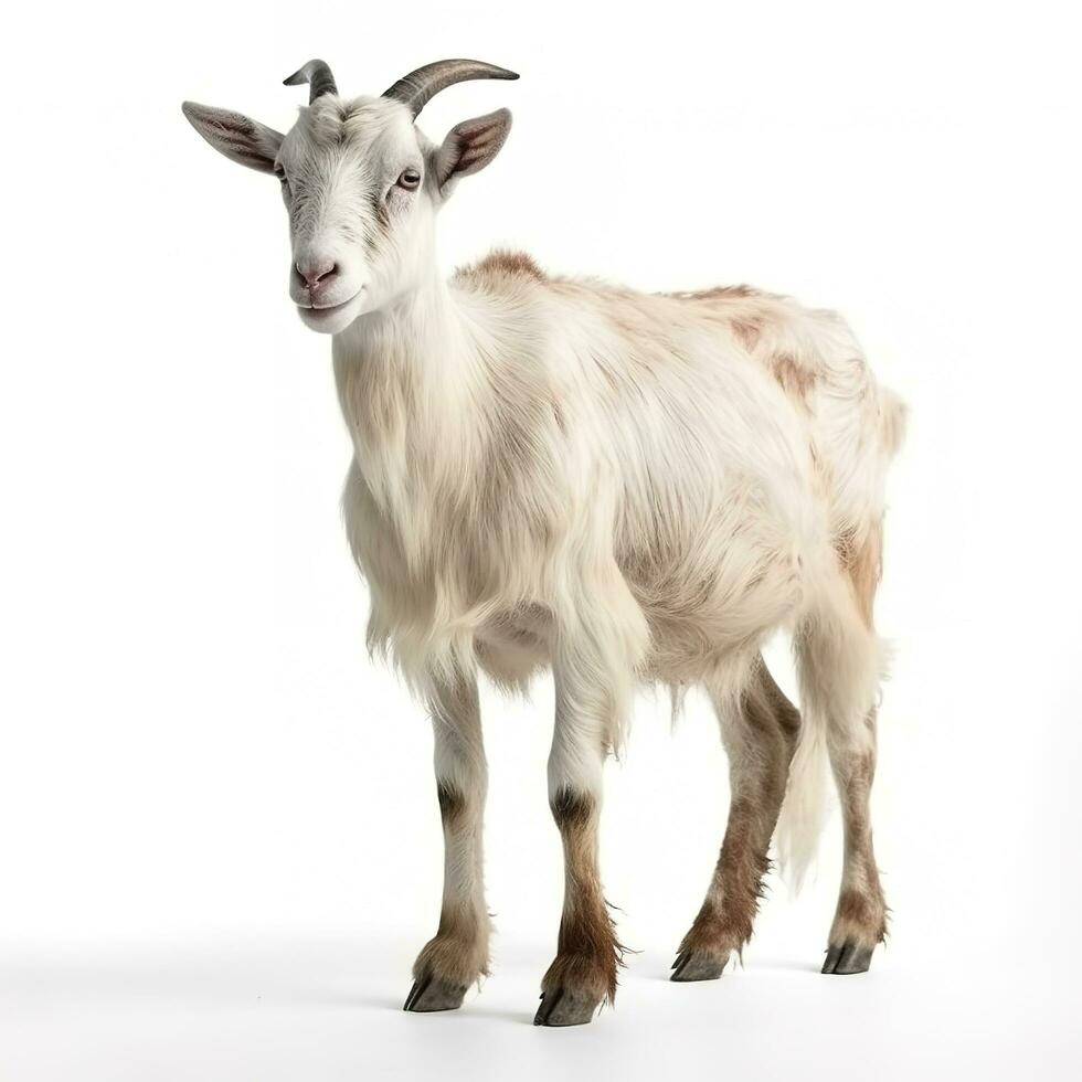 Goat isolated on white background, generate ai photo