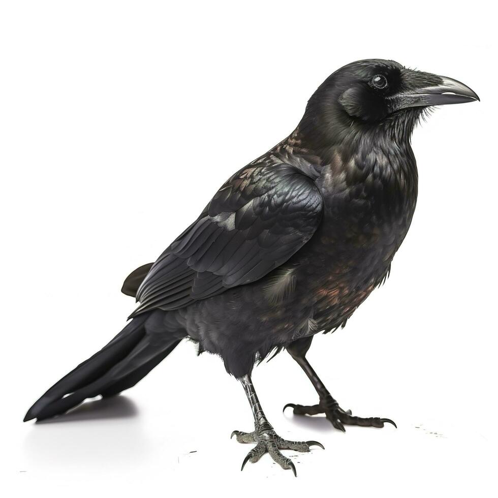 Crow isolated on white background, generate ai photo