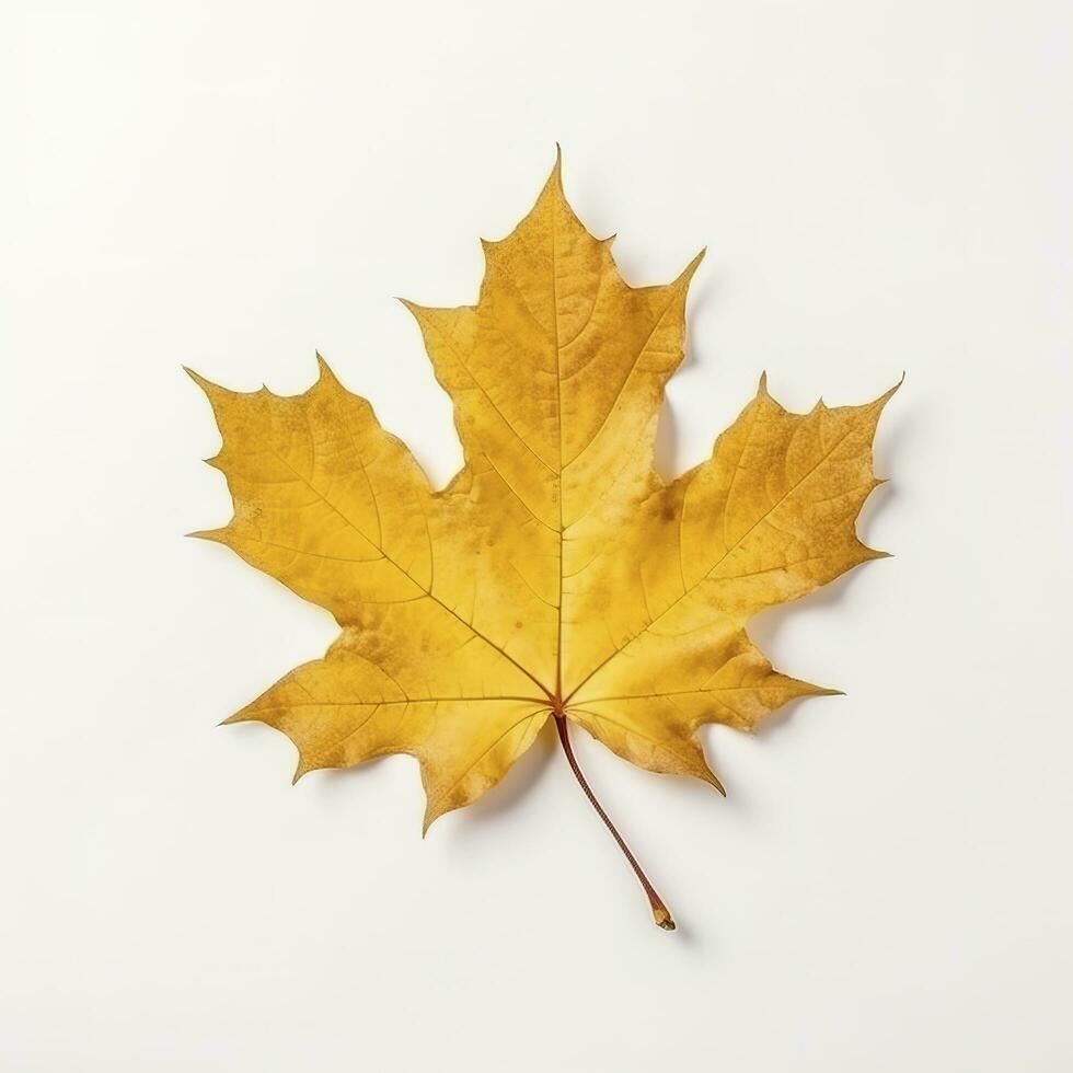 Autumn leave isolated on white background , generate ai photo