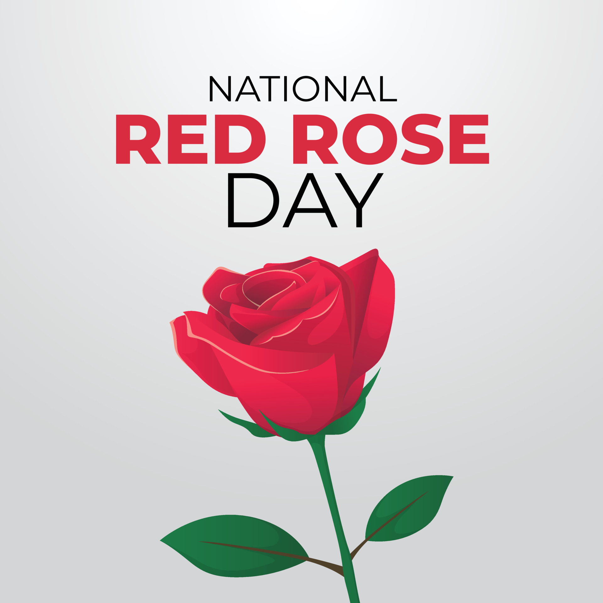 national red rose day design template. red rose illustration. rose