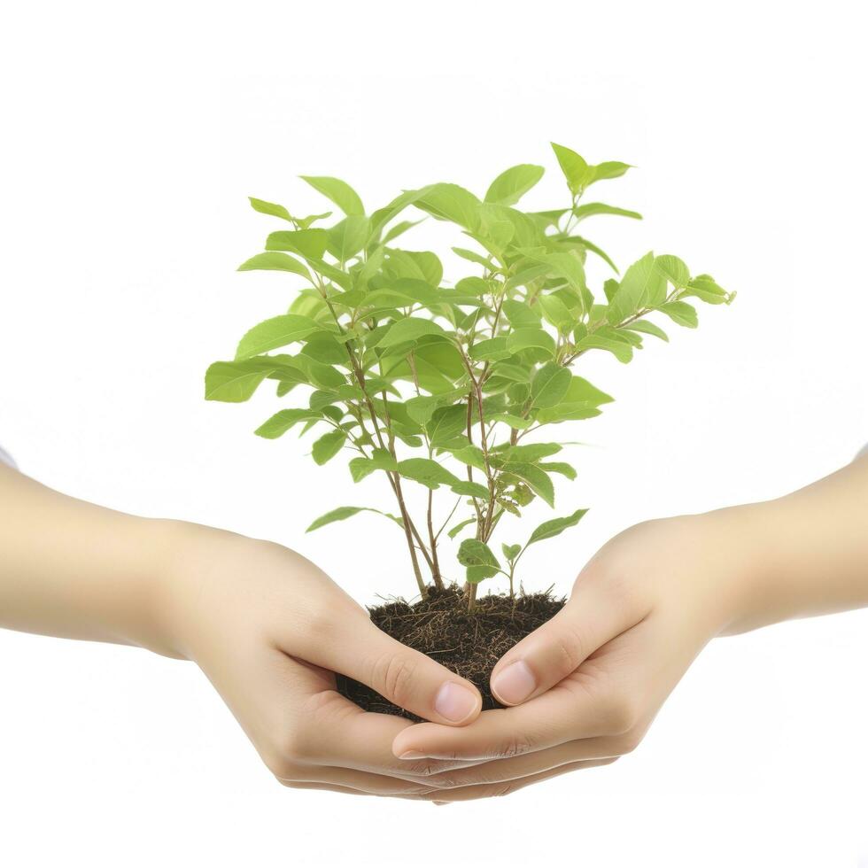 ambiente tierra día en el árbol planta en mujer mano aislado en blanco antecedentes. bosque conservación concepto, concepto eco tierra día. ahorro el ambiente, ecología concepto, generar ai foto