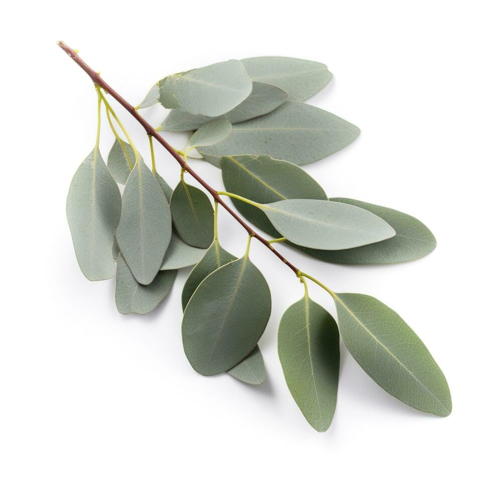 Eucalyptus branch isolated on white background. Flat lay, top view. floral concept, generate ai photo