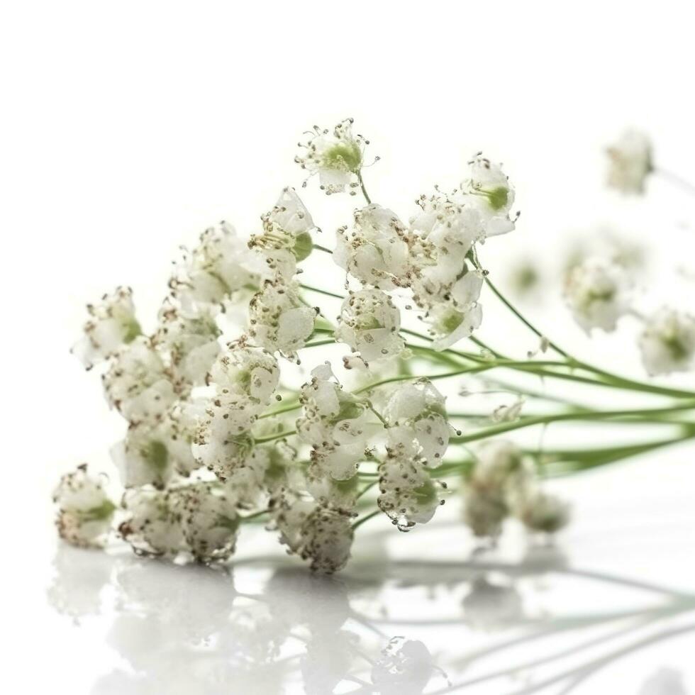 Gypsophila flores aislado en blanco fondo, generar ai foto