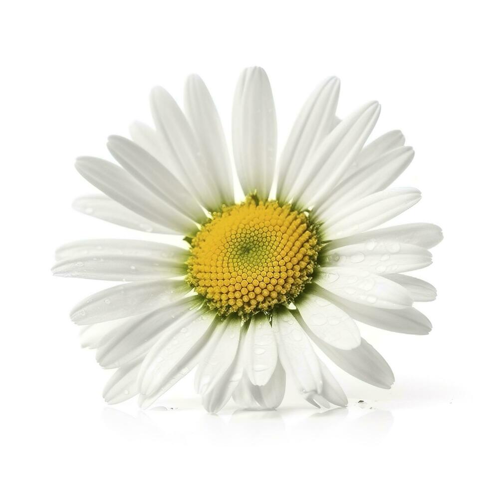 Daisy flower with isolated on white background, generate ai photo