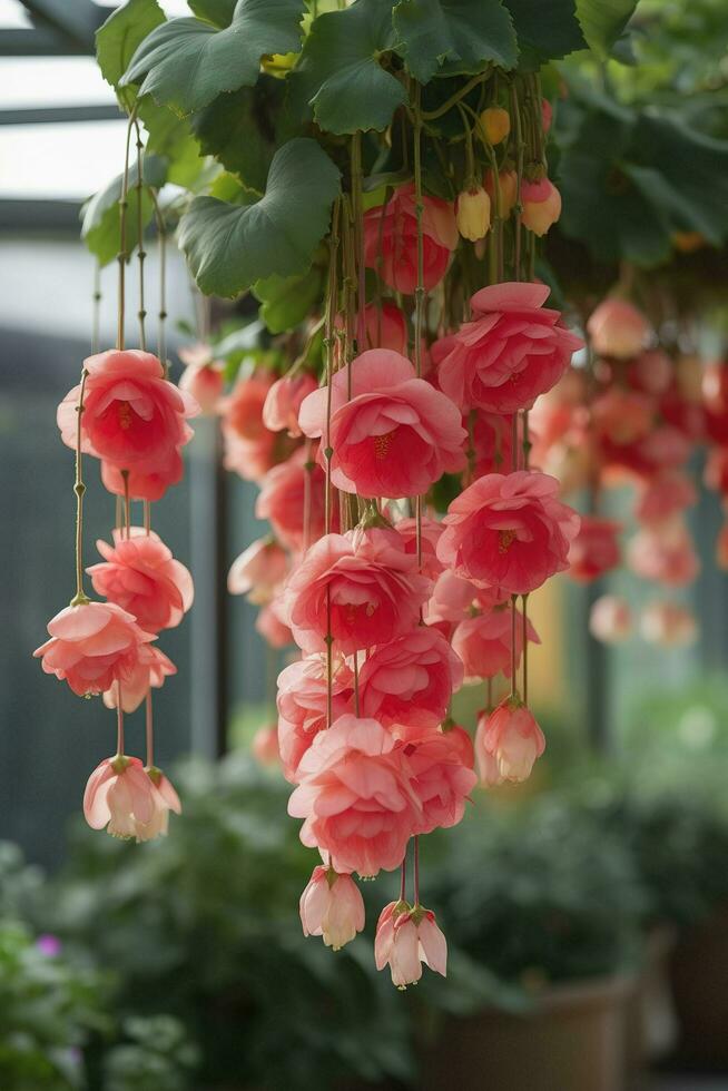 courtyard background, Bulbous begonia blossoms, Bulbous begonia flowers hang down in strings, Hanging like rows of wind chimes, Petals are small and beautiful, generate ai photo