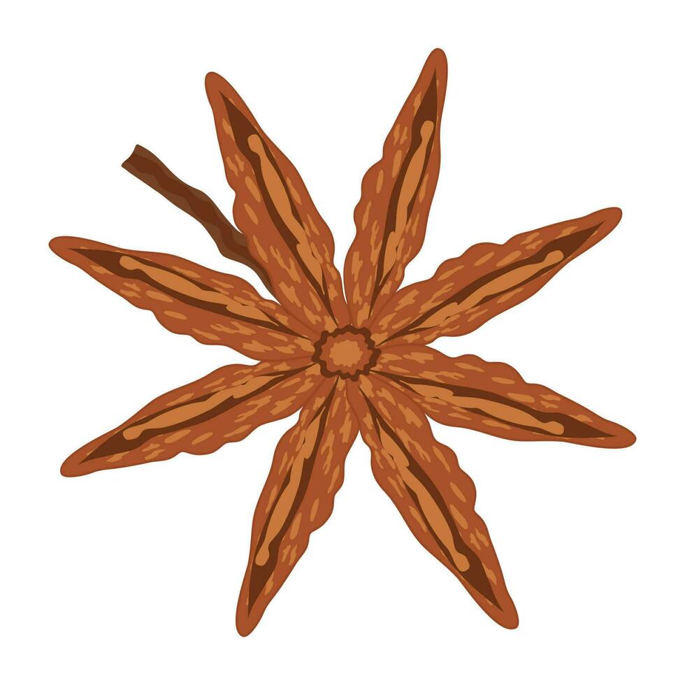 Brown colored chinese spice star anise is shown by a floral eight pointed star shape vector