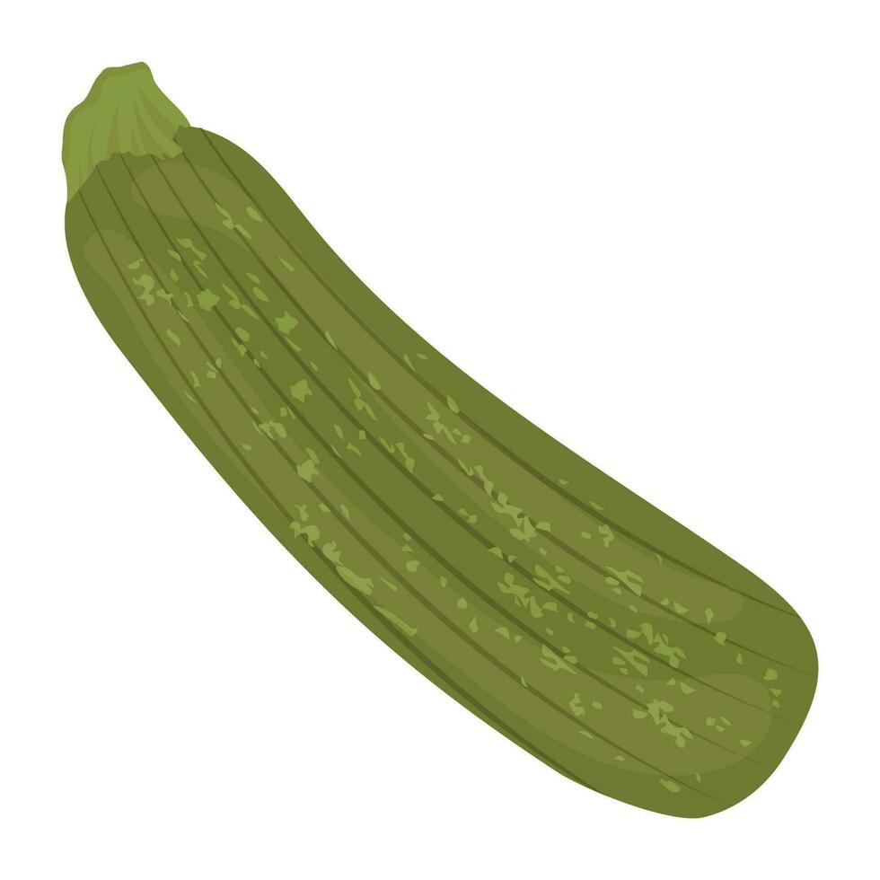 Long vegetable in green color with rough skin layers, gripping zucchini icon vector