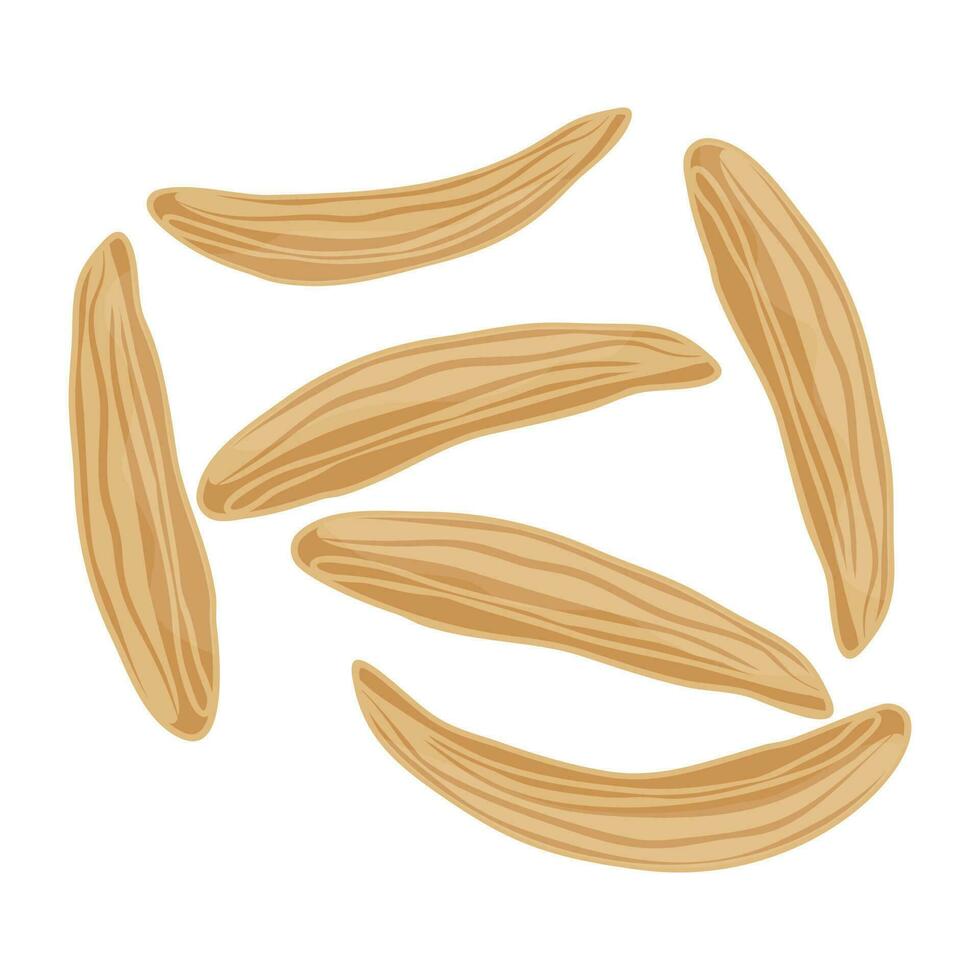 Raw long shaped south asian vegetable placed in bauhinia variegata icon vector