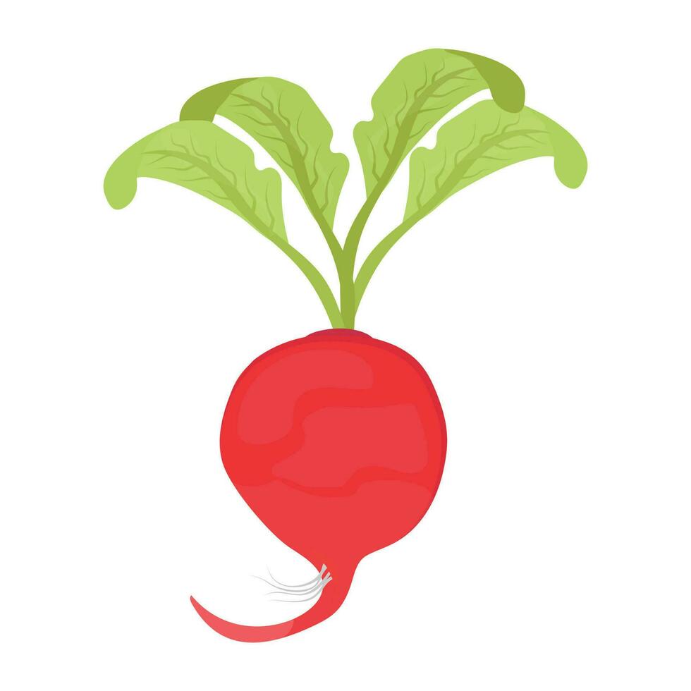 Icon for radish shown by a vegetable with root and leaves vector