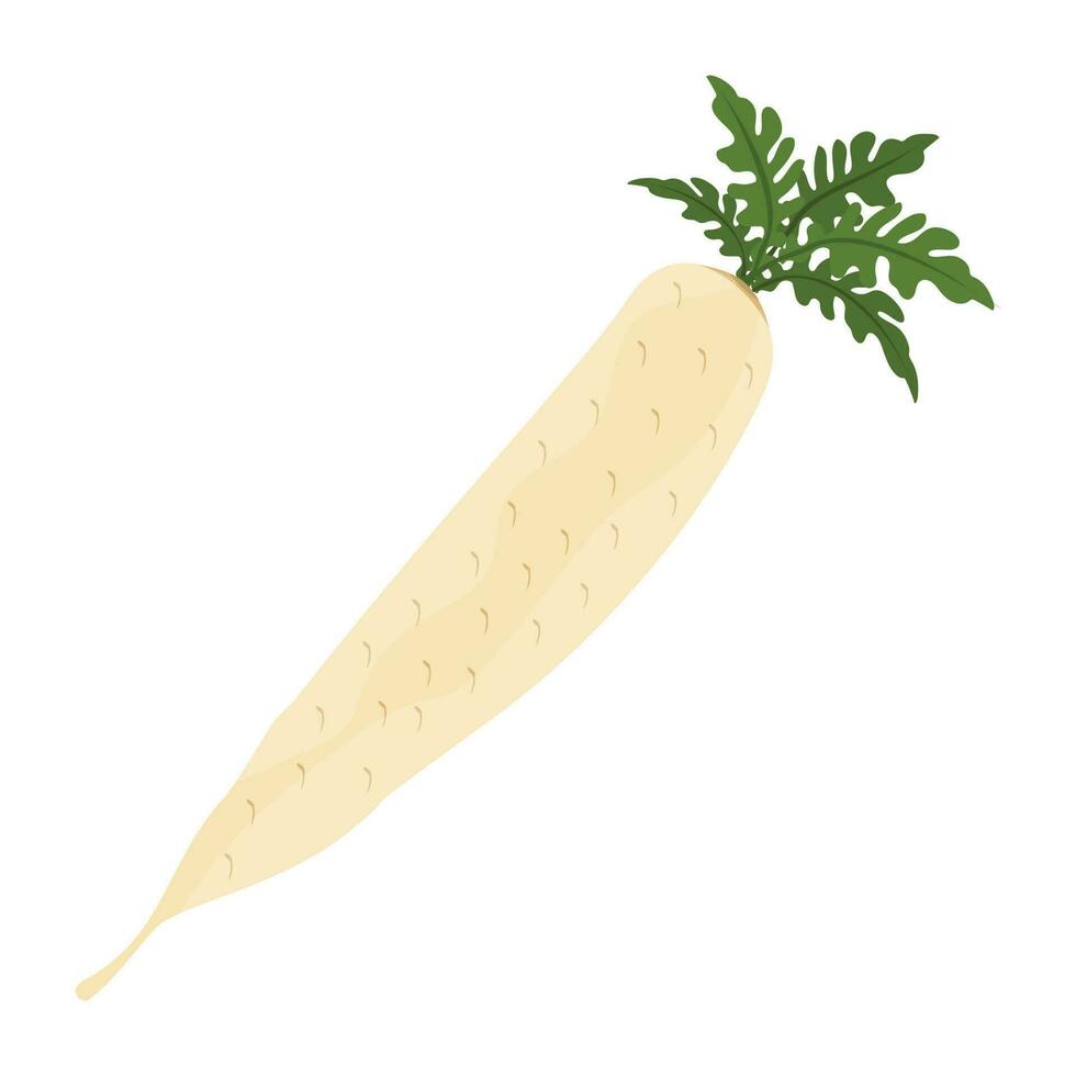 Long white vegetable with star like leaves on head, icon for white radish vector