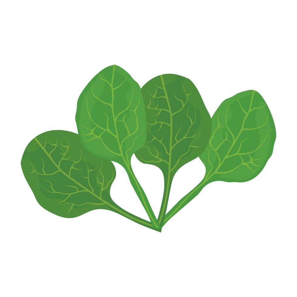 green leaves with veins placed in a group to picture spinach leaves icon vector