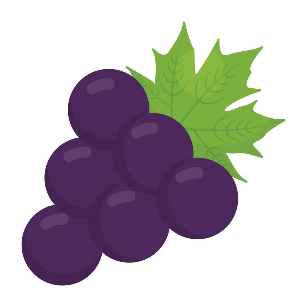 A bunch of purple grapes are used to show icon for famous american fruit beauty berries vector