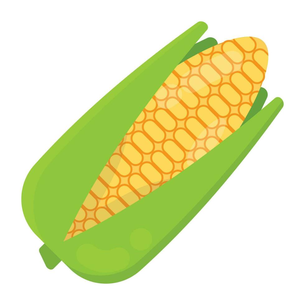 A corn on the cob ready to come out of its leafy shell, this is fresh corn icon vector