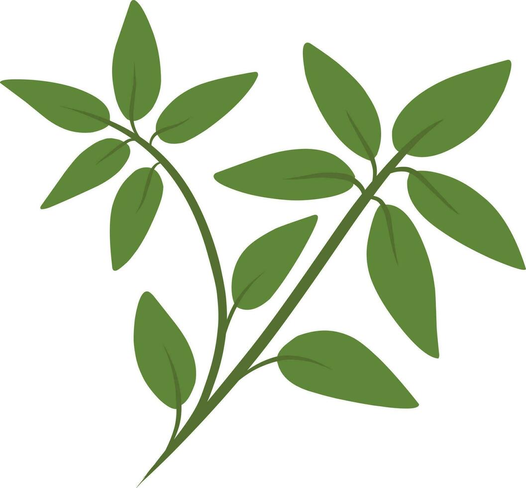 green leaves isolated on white. Oregano icon vector. Herbal plant. Herbal herb. vector
