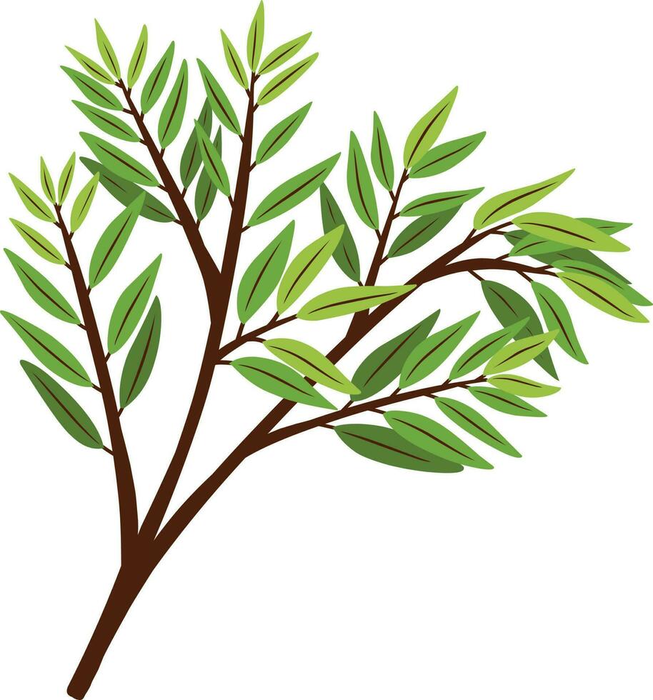 Olive tree branch with green leaves. Vector illustration isolated on white background.