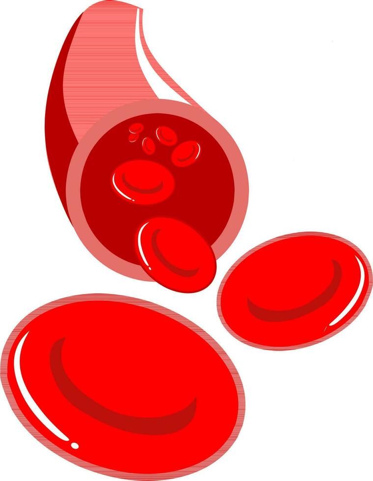 Artery blood vessel red blood cell erythrocytes anatomy vector illustration. Fit for health education purpose.