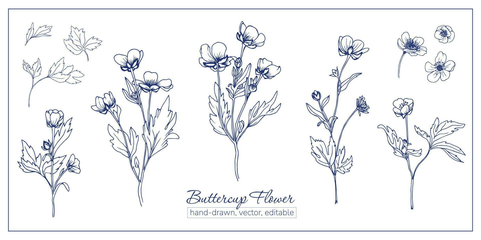 Set of buttercup flowers. Hand-drawn wildflowers for coloring book, magazines, articles vector