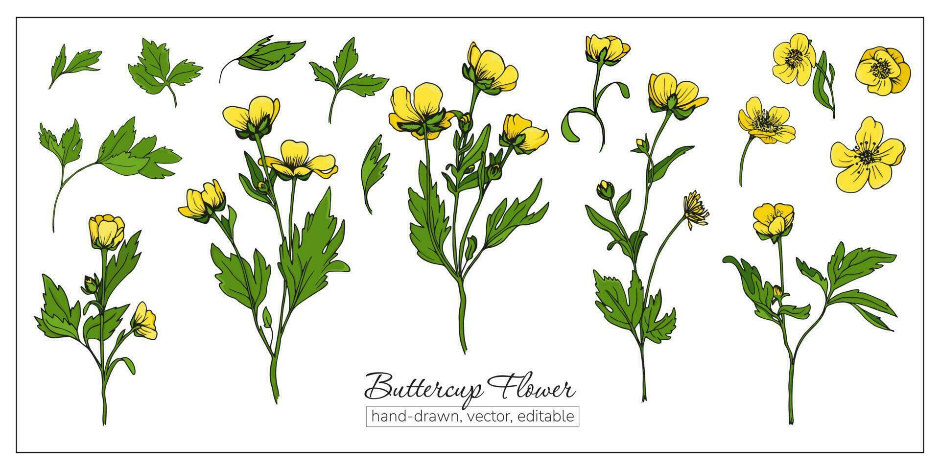 Set of hand-drawn yellow wildflowers vector