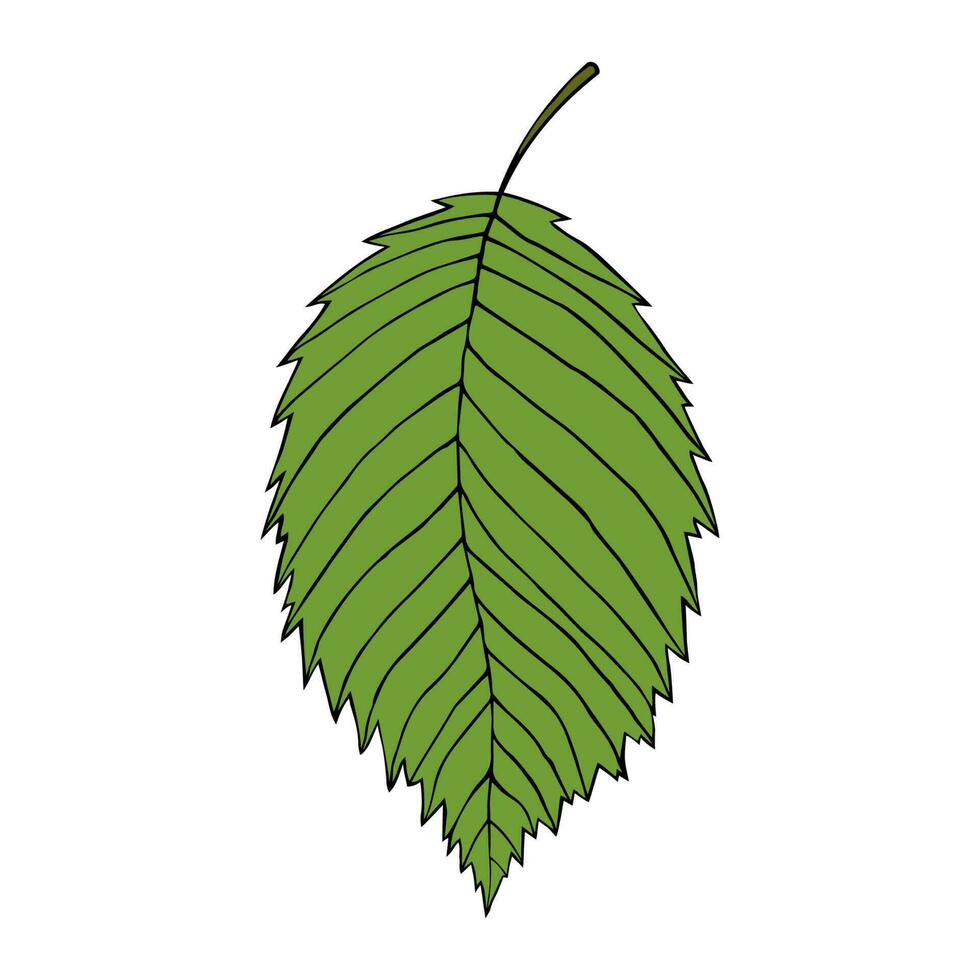 Vector illustration of elm leaf isolated on white background. Cartoon style