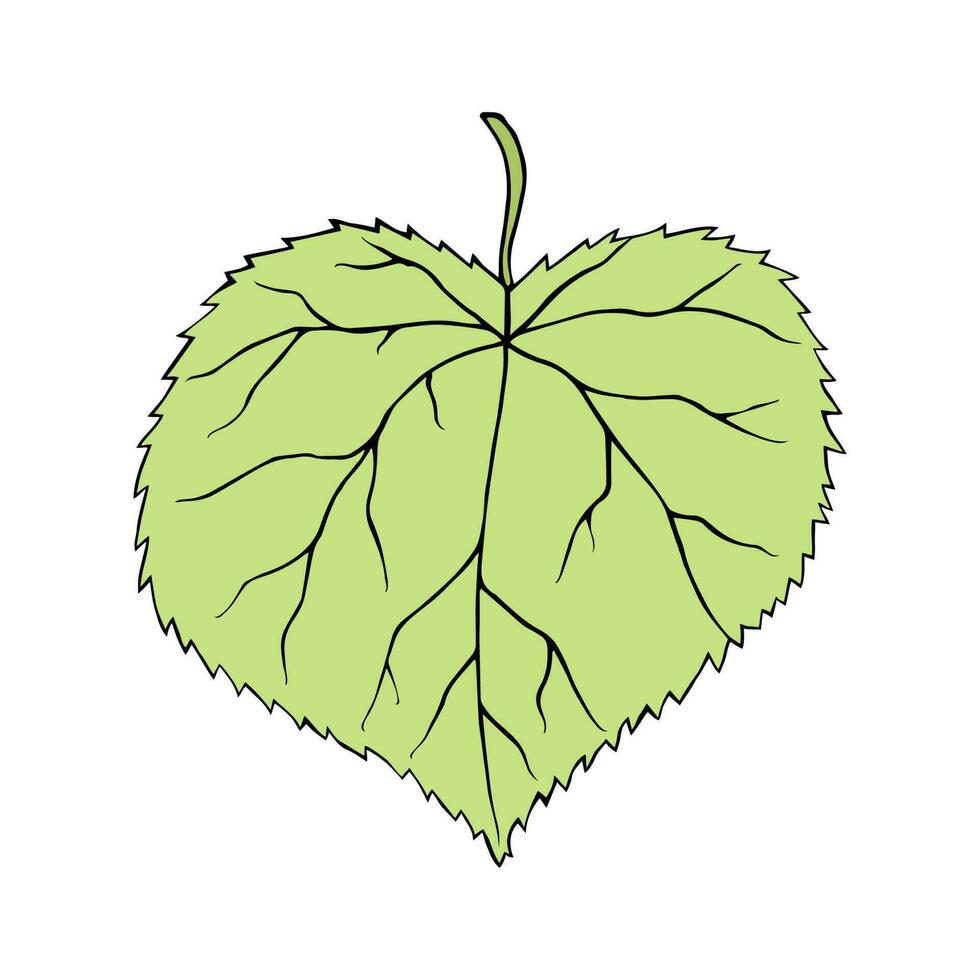 Vector illustration of linden leaf isolated on white. Cartoon style