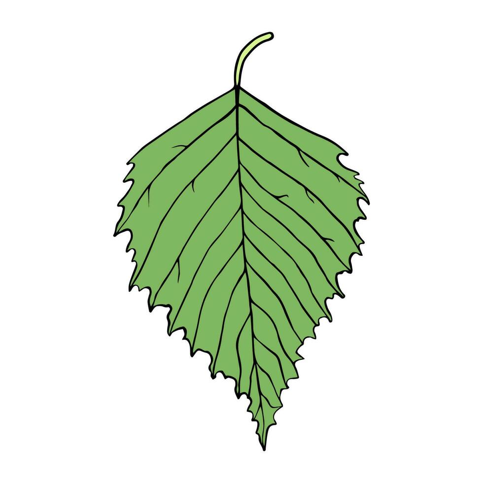 Isolated vector illustration of birch leaf. Cartoon style