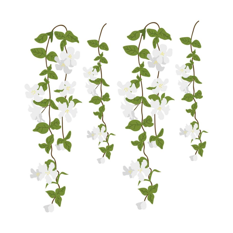 Dangling Flower Element. Illustration of home hanging leaves of plant String  of Nickels isolated on white background. 24466223 Vector Art at Vecteezy