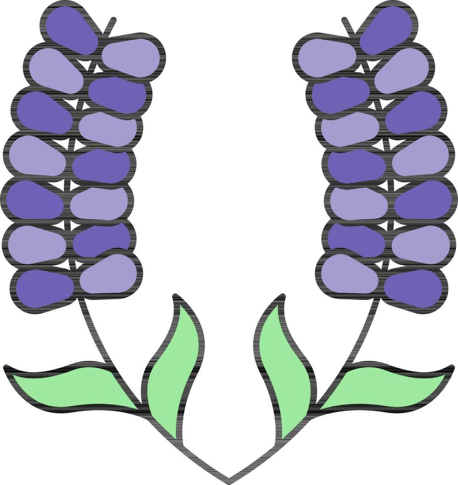 vector ilustración de lavanda flor.