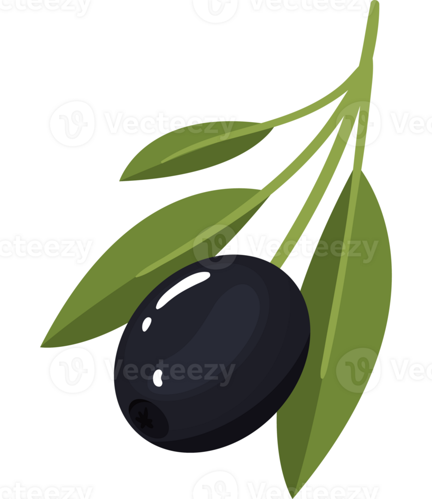 olive branch leaf 24468217 PNG