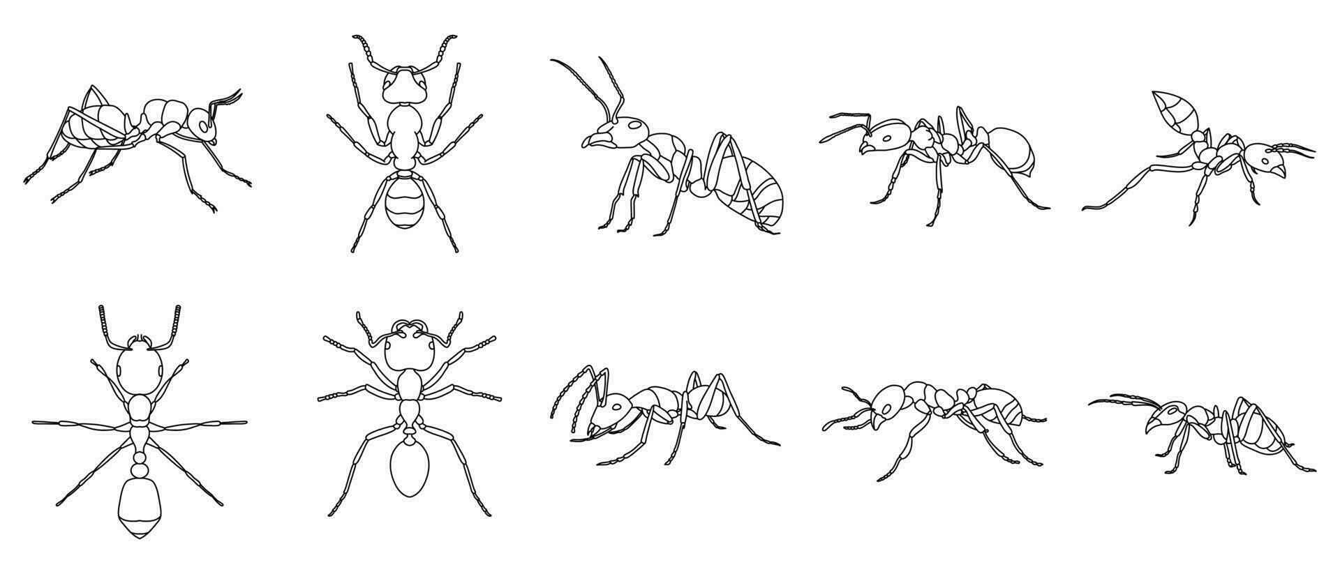 Ant Outline Illustration Vector Set