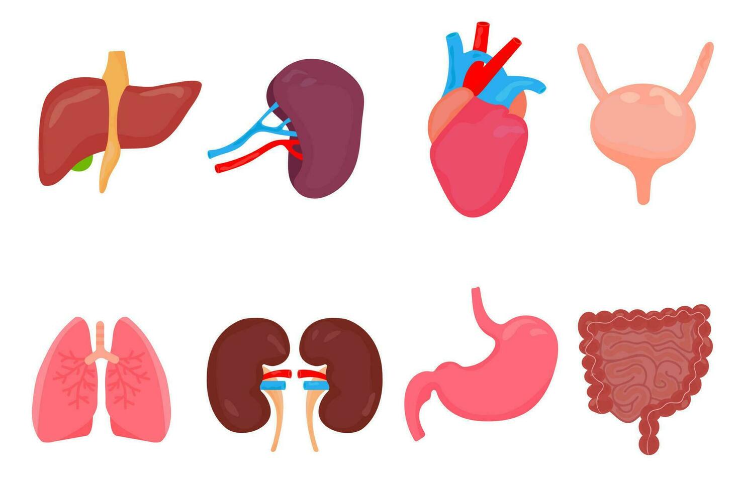 Collection of human organs in cartoon style, anatomical collection vector