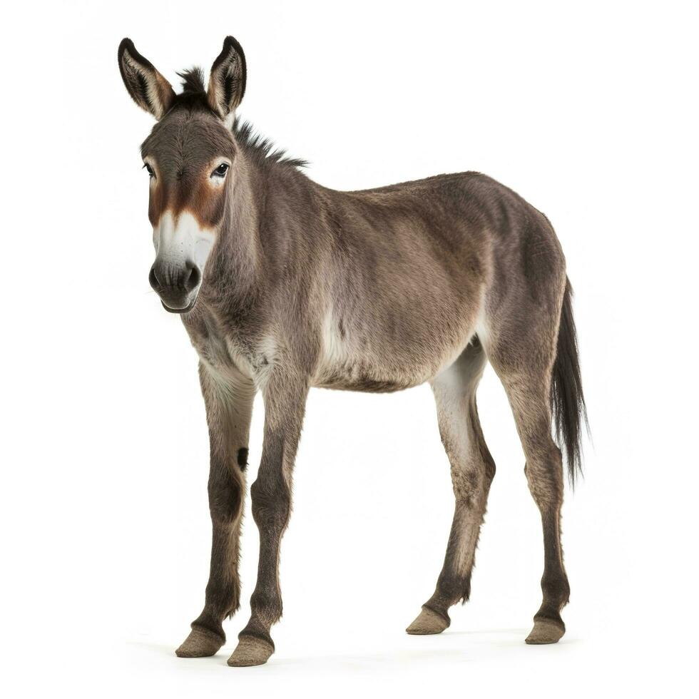 Donkey isolated on white background, generate ai photo