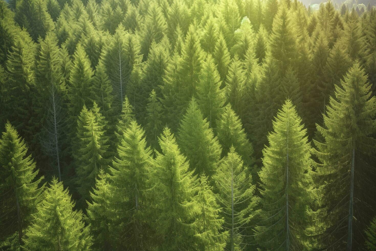 Healthy green trees in a forest of old spruce, fir and pine, generate ai photo