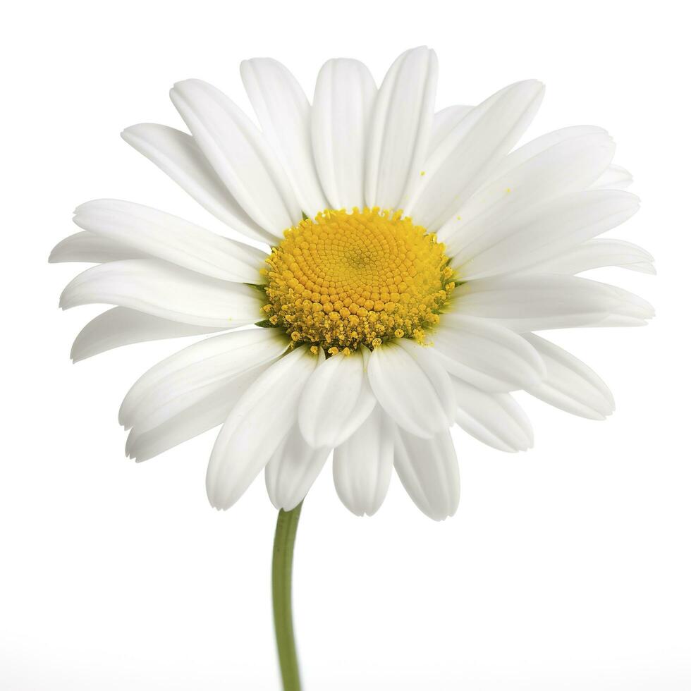 Daisy flower isolated on white background as package design element, generate ai photo