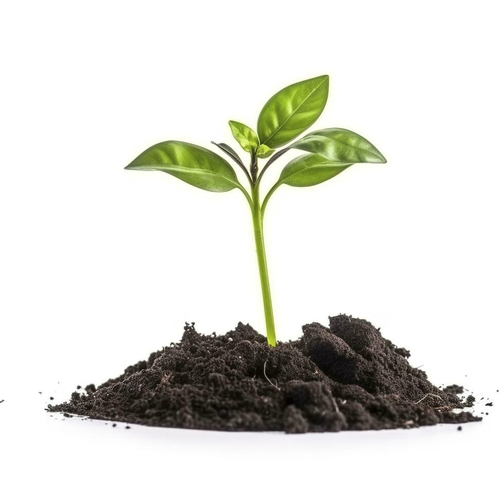 Green sprouts growing out from soil isolated on white background, Young plant of pomelo in soil humus on a white background, earth day concept, ecology concept, generate ai photo