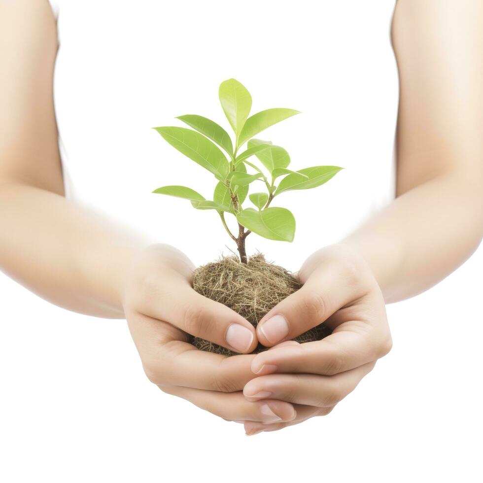 Environment Earth Day In the Tree plant in woman hand isolated on white background. Forest conservation concept, concept eco earth day. Saving the environment, ecology concept, generate ai photo