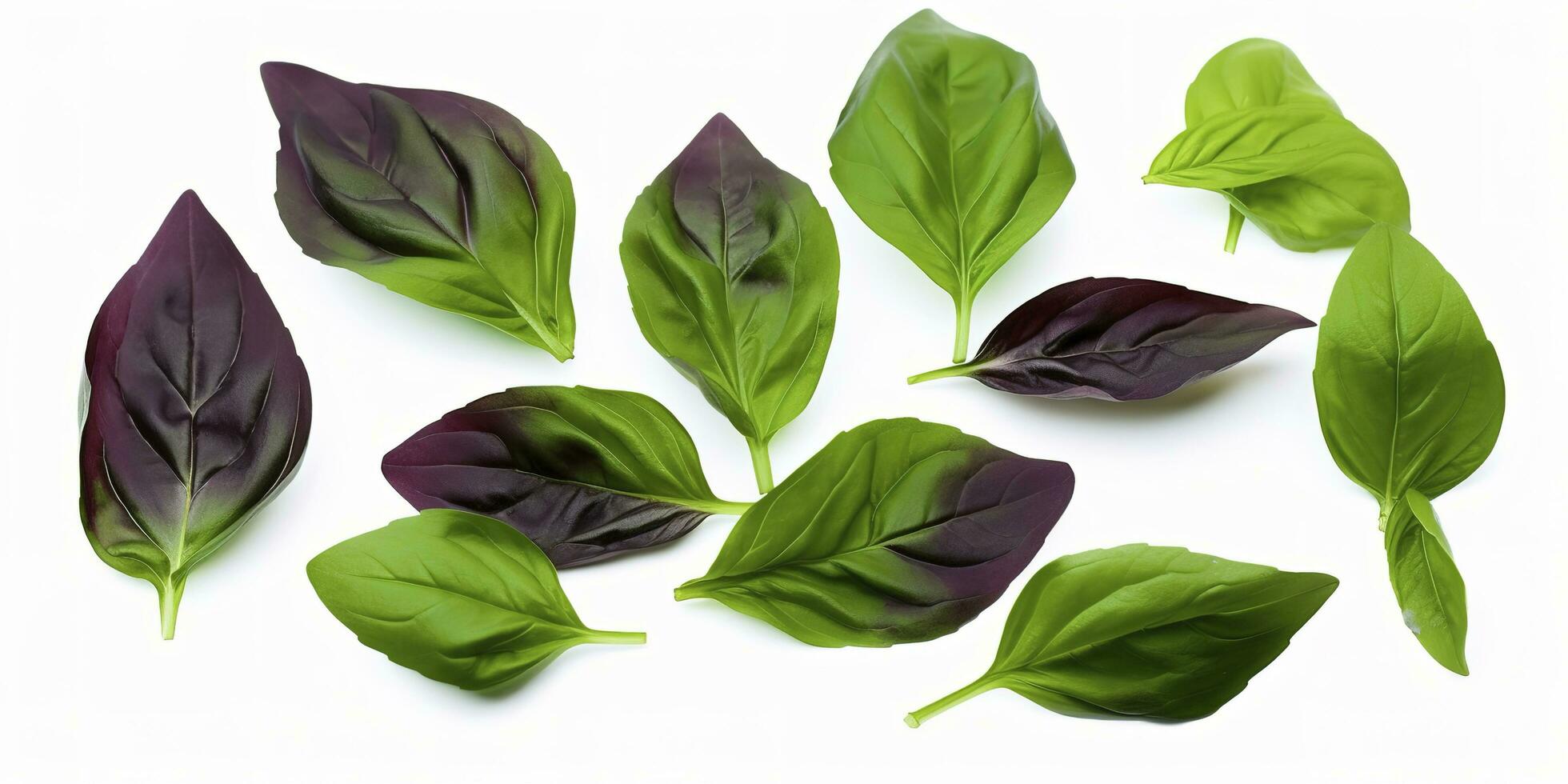 Green basil leaves with Clipping paths, full depth of field. Fresh red basil herb leaves isolated on white background. Purple Dark Opal Basil. Focus stacking, generate ai photo